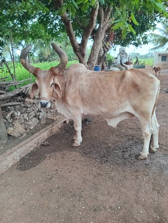 બળદ વેચવાના છે