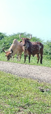 ત્રીજી ધર્મ બળદ વેચવાના છે ભાઈ ફુલ