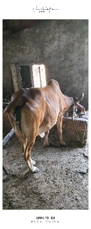 ગાય વેચવાની છે