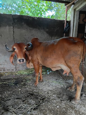 આ ગીર ગાય વેચવાની છે