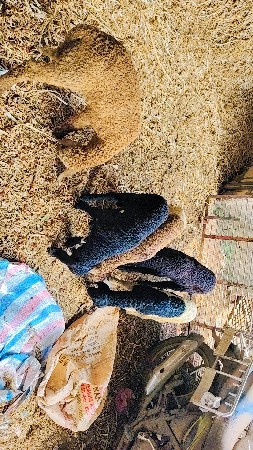 ઘેટા વેચવાના છે