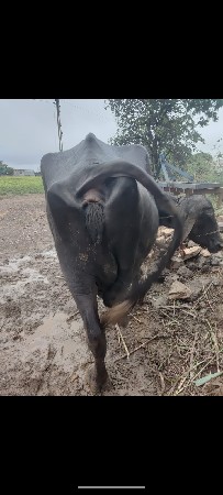 ભેશ વેસવા ની છે