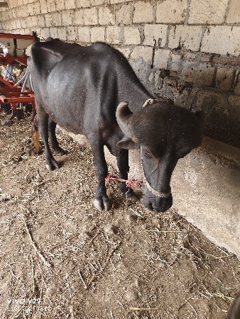 ખડલીવેસવાની