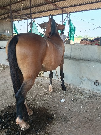ઘોડી વેચવાની છે