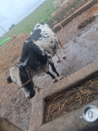 વેસવાનીસે