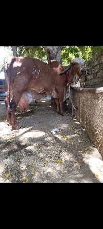 ગીર ગાય વેસવાની સે