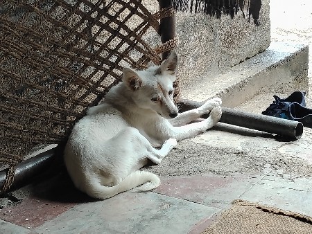કુતરિ વેચવાની છે.