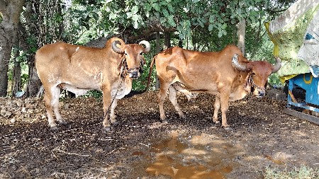 બળદ વેશવાના છે