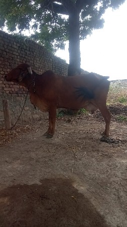 ગાય વેચવાની છે 9998321572