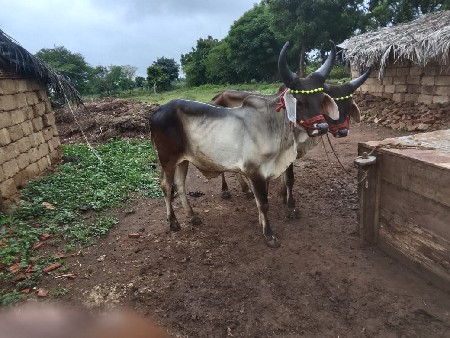 ગોંઢલા જાબા વેચવાના છે