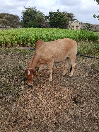 આ બળદ વેચવા ના છે 2 ધર ના છે