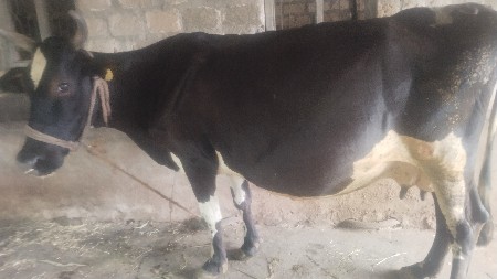 ગાય વેચવાનિ છે