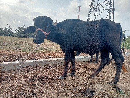 ખડેલી પાડી