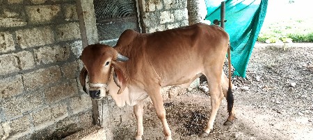 હોળકી વેચવાની છે