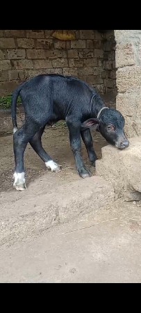 આ પાડો વેચવાનો છે