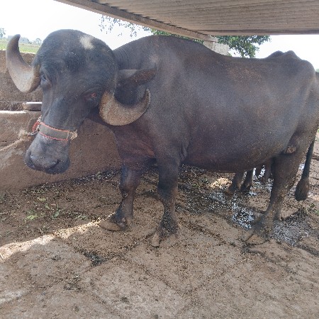 ભેંસ વેચવાની છે