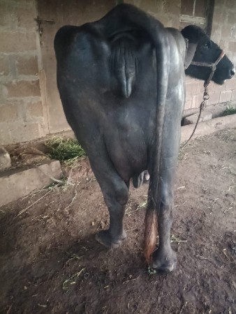ભેંસ વેચવાની છે