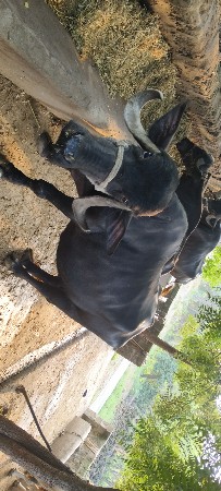ભેંસ વેચવાની છૅ.