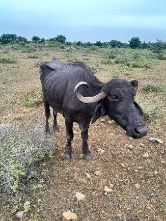 ભેંસ