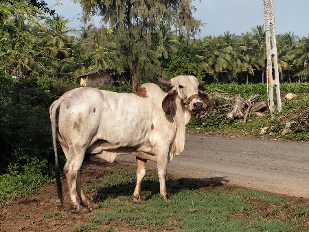 લીલડી ગાય