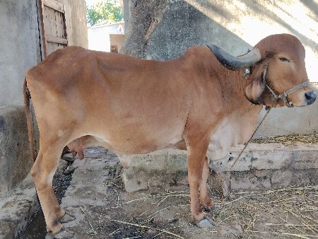 ગીર ગાયું વેચવાની છે