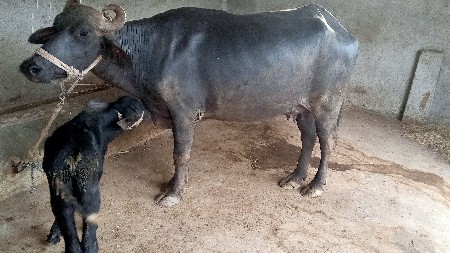 2 ભેંસ વેચવાની છે