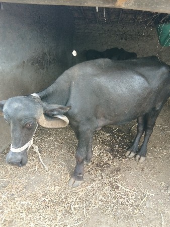 ખડેલું વેચવાનું છે