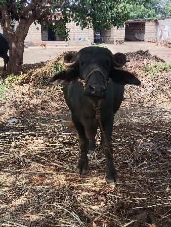 પેલા વેતર ની ખડેલી
