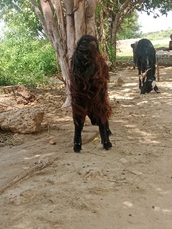 બે બકરી વેચવાની છે