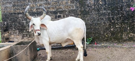 બળદ વેશવાનો છે
