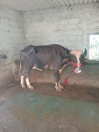 ખડેલી વેચવાની છે