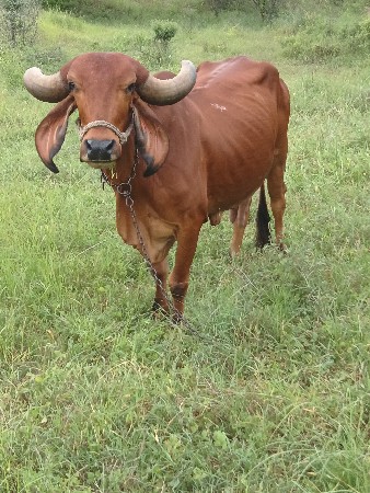 gir cow