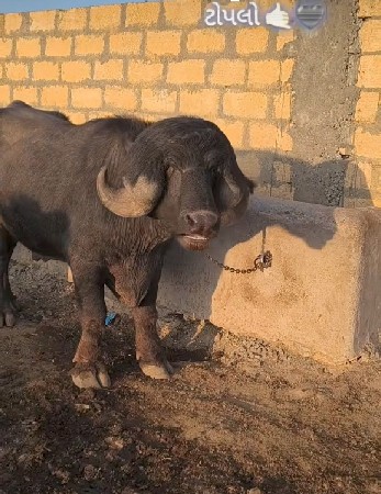 પાડો વેચવાનો છે