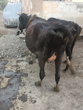 3 વેતર🐄