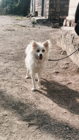 Pomeranian