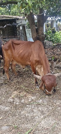 બે ગાય આપવાની છે