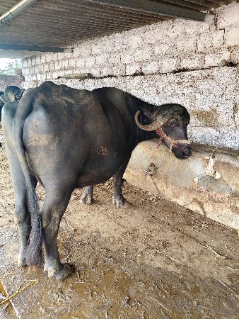 3 આચરી છે.