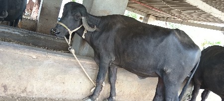 ખડેલા વેચવાના છે