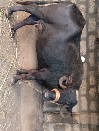 ૨ જુ વેતર ખડેલી
