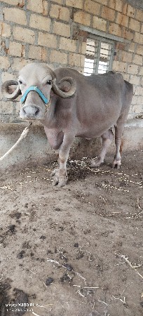 ભેંસ વેચવાની છે