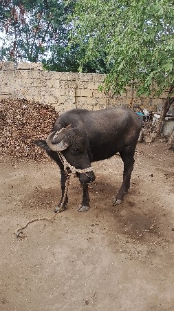 સારી ભેસ નો વેલો છે ઘરની છે
