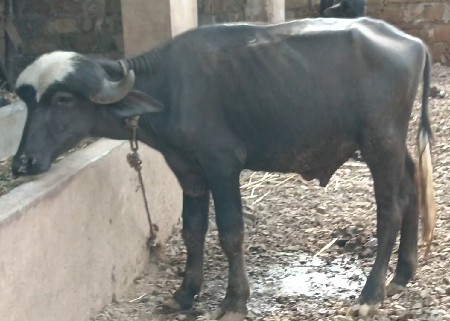 વેચવા નો છે પાડો