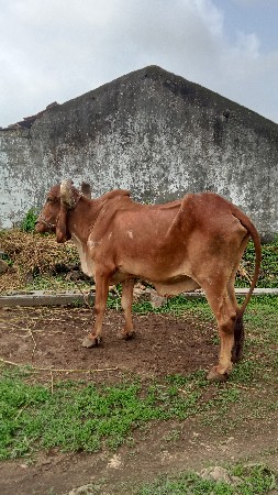 મફત આપા ના છે