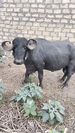 ભેસ વેચવાની છે