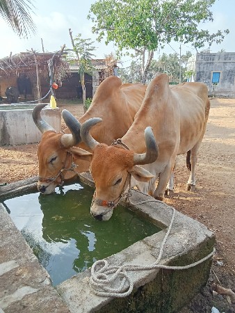 ફુલ જવાબદારી