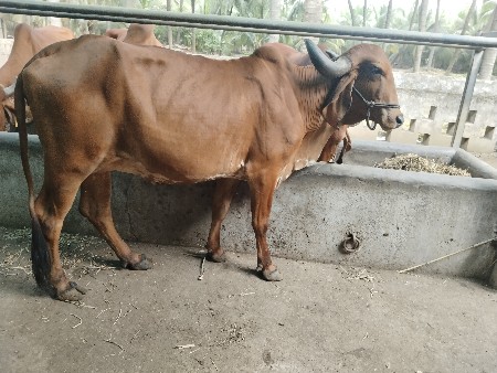 ગાય