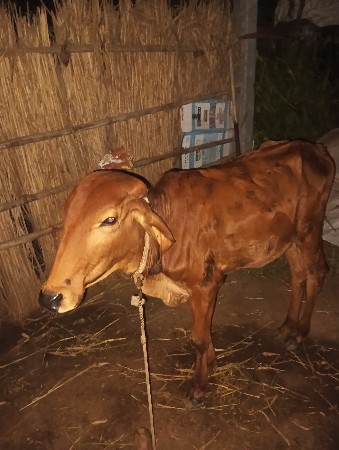 વેસવાનીસે