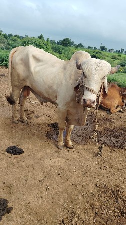 વેચવાનો છે