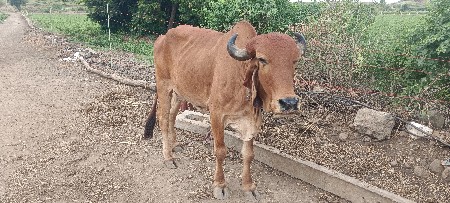 ગાય વેચવાની છે