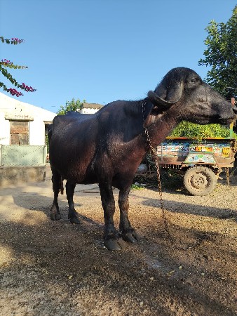 આ ભેંસ વેચવાની છે